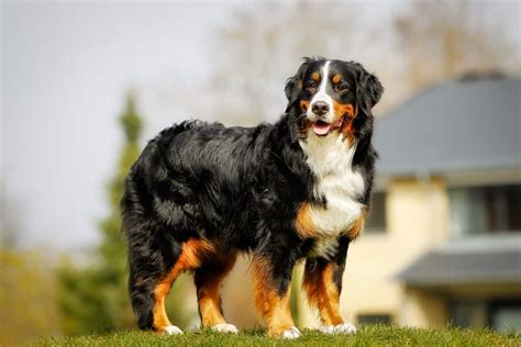 Bernese Mountain Dog Shedding - SirDoggie.com