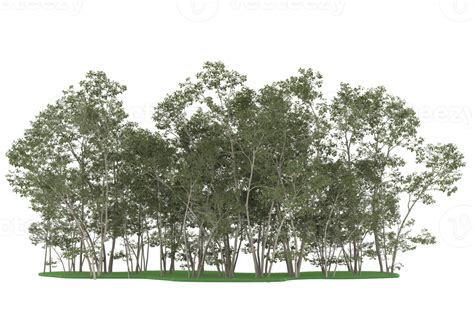 Realistic forest isolated on transparent background. 3d rendering - illustration 19603021 PNG