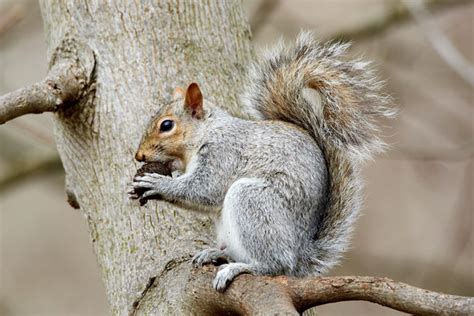 Best Tips for Baby Squirrel Care – Petsmont