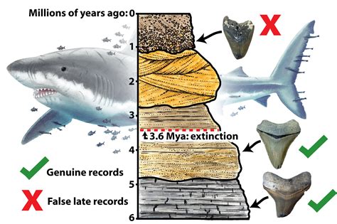 Giant 'megalodon' shark extinct earlier than previously thought