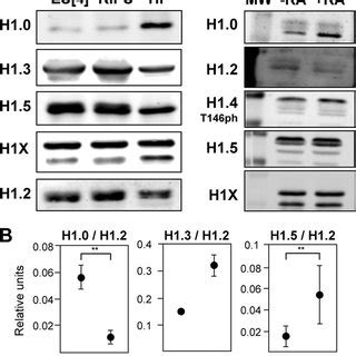 Histone H1 variant content analyzed by immunohybridization with ...