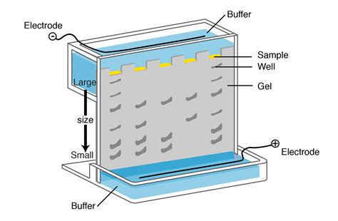 Electrophoresis