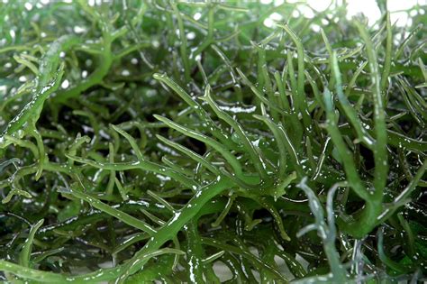 11888095 - details of fresh green seaweed - Vitanina