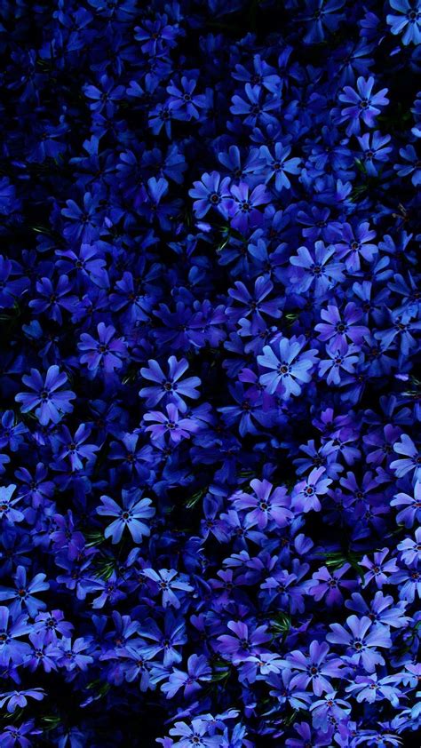 Glowing blue flowers Wallpapers Download | MobCup