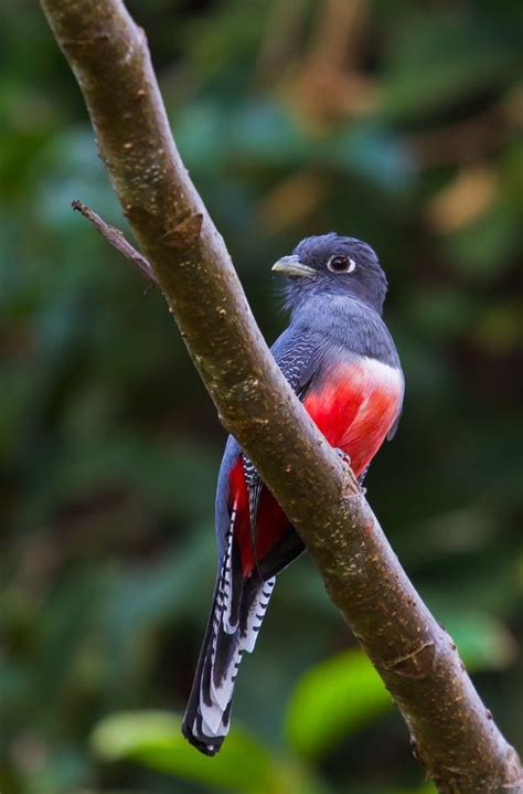 Blue-crowned Trogon Amazing World beautiful amazing | Birds, Nature ...