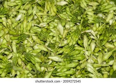 Organic Food Flower Loroco Guatemala Fernaldia Stock Photo 2059272545 | Shutterstock