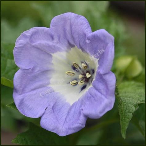 Shoo-Fly Plant - Apple of Peru - Nicandra physalodes plant from Norfolk ...