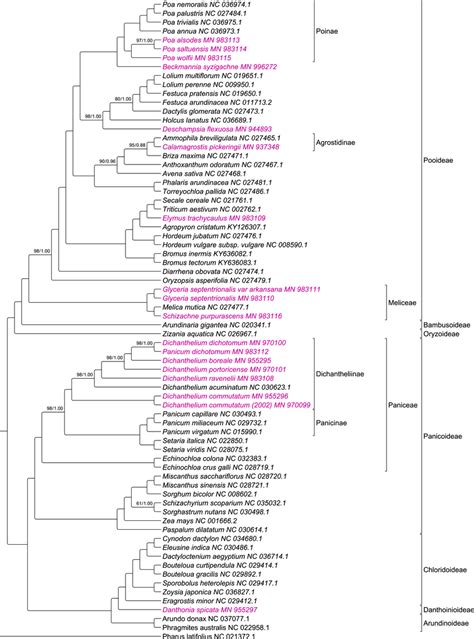 Phylogenomic tree of 72 Poaceae species. Newly sequenced plastomes are... | Download Scientific ...