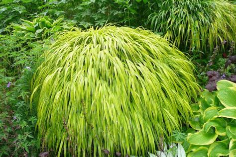 Sprout Home Plant Of The Week: Japanese Forest Grass | HuffPost