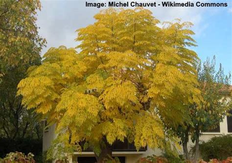 Chinaberry Tree (Melia Azedarach) : Leaves, Flowers, Bark, Fruit (Pictures) – Identification