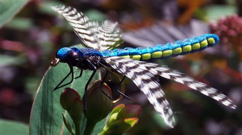 Realistic Adult Dragonfly fly tying class by Ruben Martin - YouTube