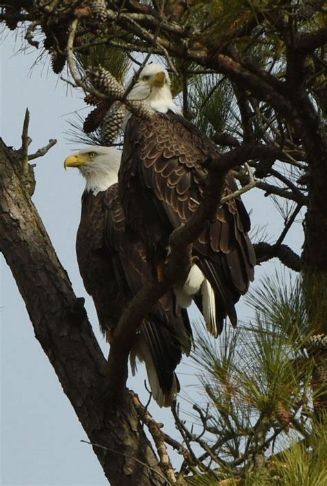 324.....Bald Eagles In Alabama Usa Tennessee River, Bald Eagles, Birds Of Prey, Birds In Flight ...