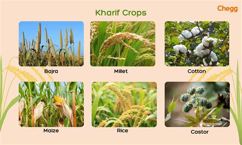 3 Essential Crop Seasons in India: Rabi, Kharif and Zaid