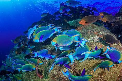 Coral Reef Ecosystem - WorldAtlas