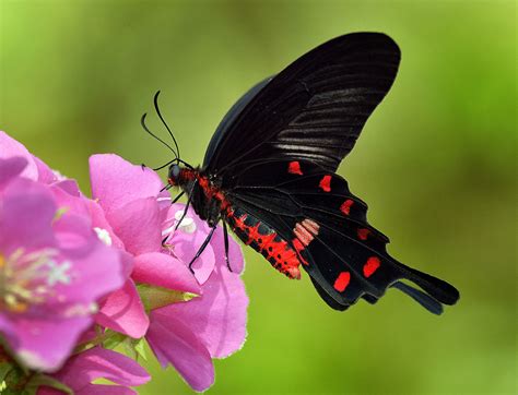 Pink Rose Butterfly (Atrophaneura kotzebuea) feeding on Do… | Flickr