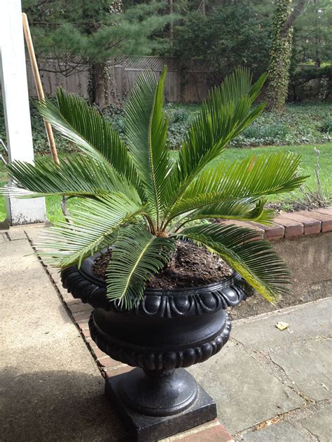 Sago palms survived wintering over indoors and craving sunshine | Sago palm, Plants, Garden