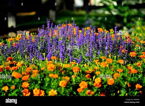 Orange Marigolds Stock Photos & Orange Marigolds Stock Images - Alamy