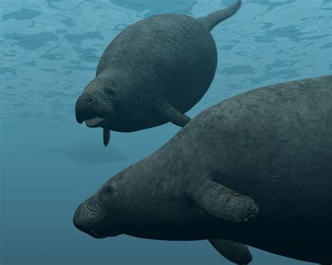 Steller's Sea Cow by DinosaurManZT2 on DeviantArt