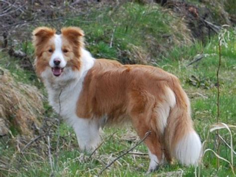 Australian Red Border Collie | Red border collie, Dog breeds, Collie