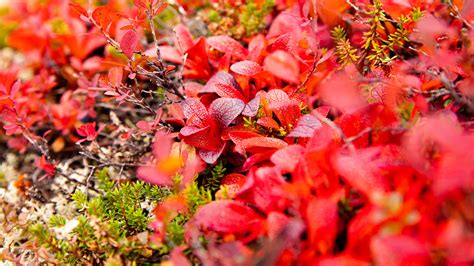 Download wallpaper 3840x2160 bearberry, leaves, red, macro 4k uhd 16:9 hd background