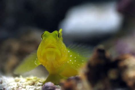 Clownfish Tank Mates for 30-Gallon Tank - The Aquarium Adviser