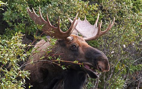 Images Moose Horns Animals 1920x1200