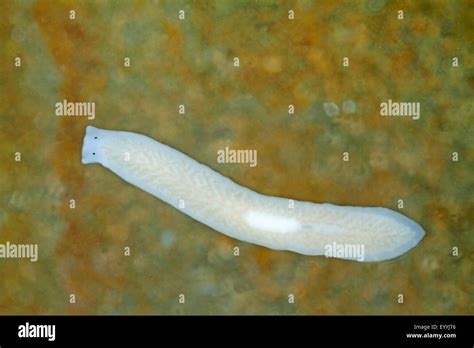 Flatworm, planarian worm (Dendrocoelum lacteum), swimming Stock Photo - Alamy