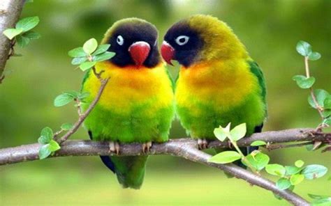 Love Bird Wallpapers - Wallpaper Cave