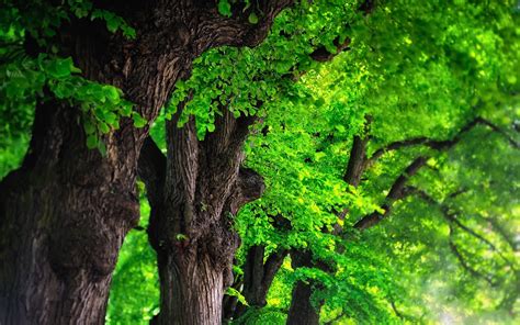 Tree Background Images - Wallpaper Cave