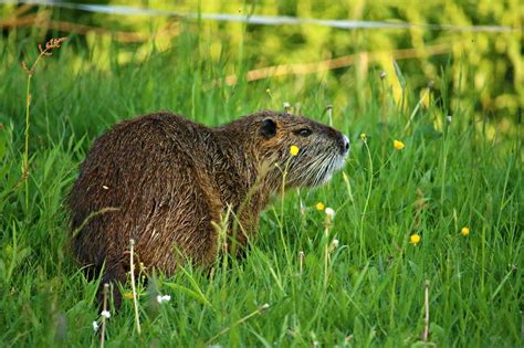 Nutria Rodent Coypu - Free photo on Pixabay