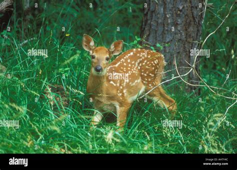 White tailed Deer fawn Stock Photo - Alamy