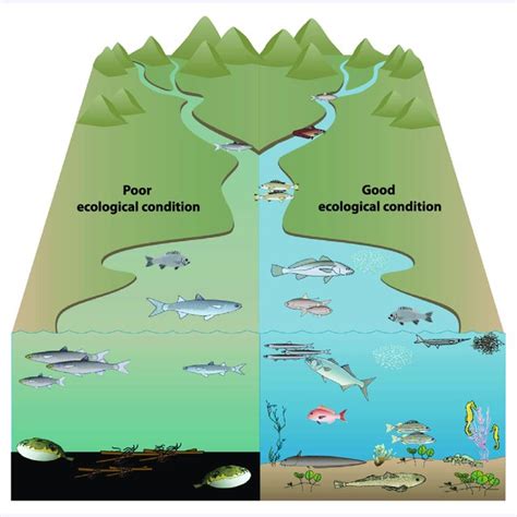 Conceptual diagram illustrating predicted responses of the estuarine... | Download Scientific ...