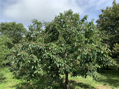 American Persimmon Seedling – Chestnut Hill Nursery