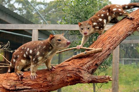 Tiger quoll returns to Grampians - after 141 years | The Standard | Warrnambool, VIC