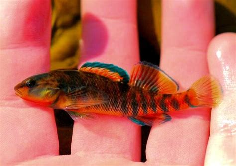 The 39 Most Colorful Freshwater Aquarium Fish | Aquanswers