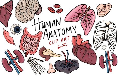 Human Anatomy Clip Art, Hand Drawn Clip Art, Commercial Use Clip Art ...