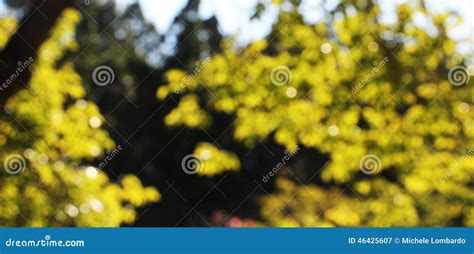 Blurred Trees, Background, Autumn Stock Image - Image of backlight, borders: 46425607