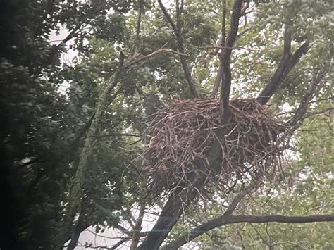 2021 Bald Eagle Nesting Updates - 1000 Islands Environmental Center