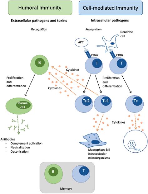 Adaptive immune response overview showing branches of the humoral ...