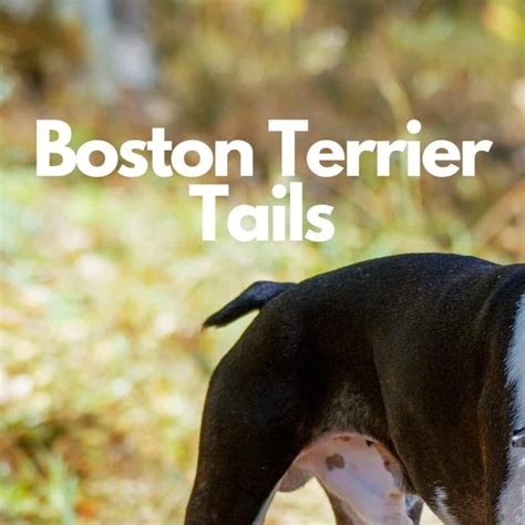 Boston Terrier Tail Guide: Types, Standard & Illustrations - Boston ...