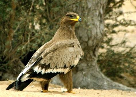 Steppe Eagle | The Peregrine Fund