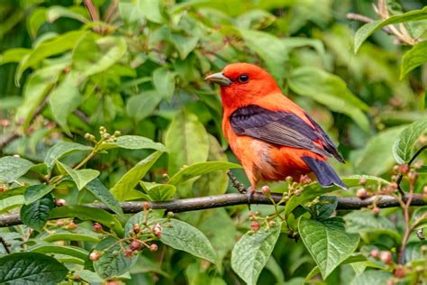 What Do Tanagers Sound Like? Scarlet Tanager Song & Summer Tanager Song