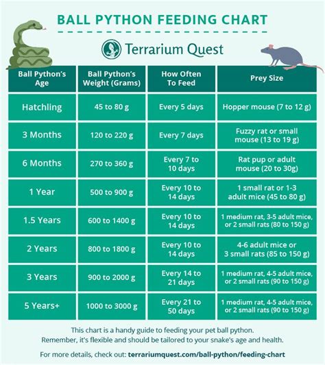 Ball Python Feeding Chart (Guide & Schedule) | Terrarium Quest in 2024 | Ball python, Ball ...