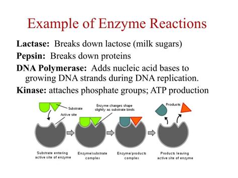 PPT - Enzymes: Biological Catalysts PowerPoint Presentation - ID:5736986