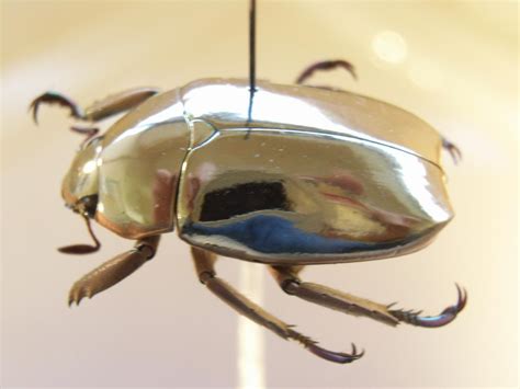 Are scarab beetles dangerous? (Scarabaeidae) Interesting facts - Funny ...