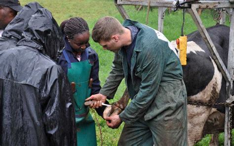 The abc of hoof trimming in dairy cattle - FarmKenya Initiative