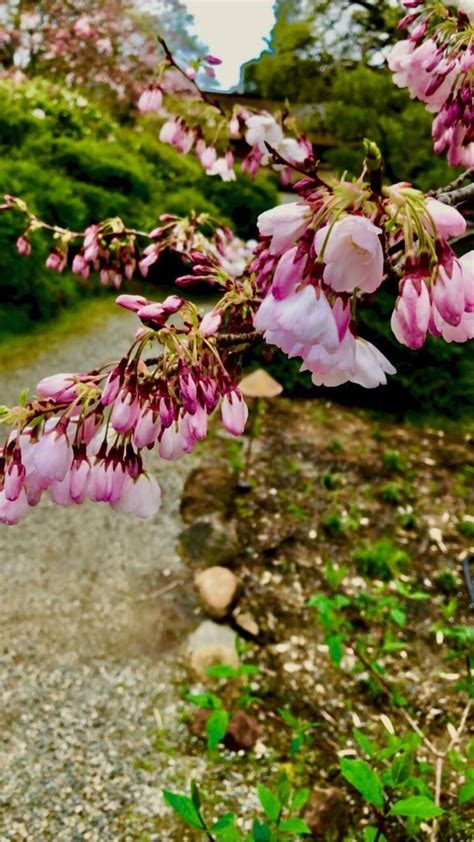 Cherishing the Cheerful Cherry Blossoms of Hakone – NBC Bay Area