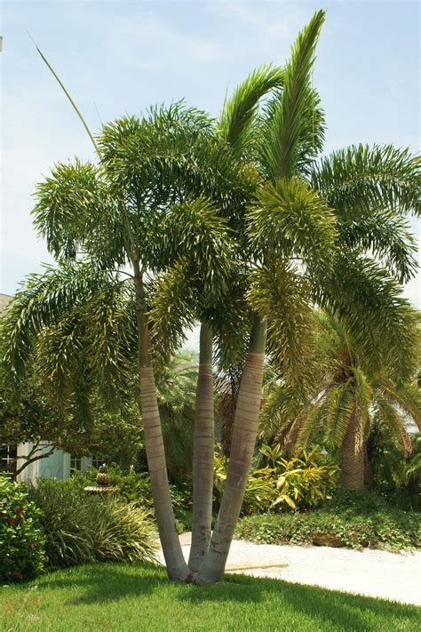 Foxtail Palm, triple (Wodyetia bifurcata) - Michael A. Gilkey, Inc.