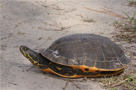 Florida Chicken Turtle (Deirochelys reticularia chrysea) | Flickr