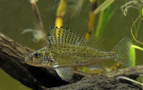 Ruffe - Alberta Invasive Species Council